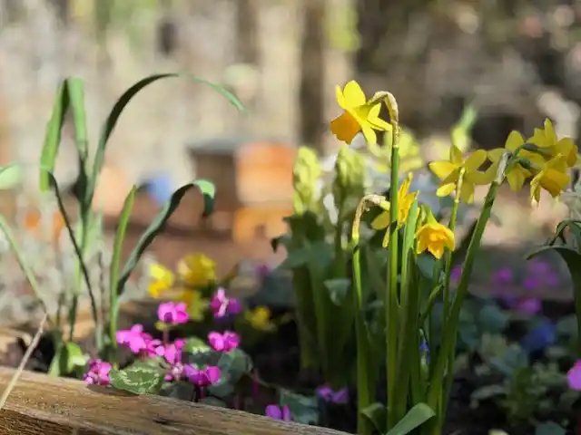 Flowers In Garden Feb 25