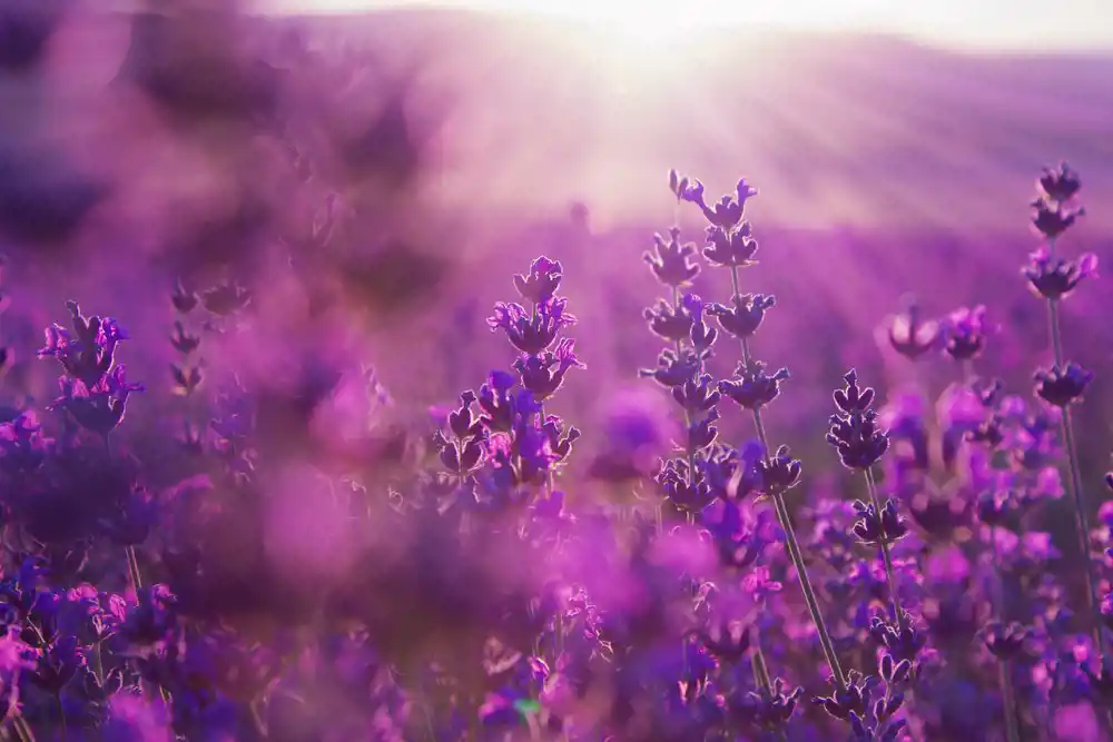 Purple Flowers Field (1)